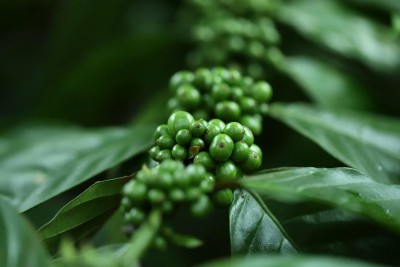 News about Eco Export 2